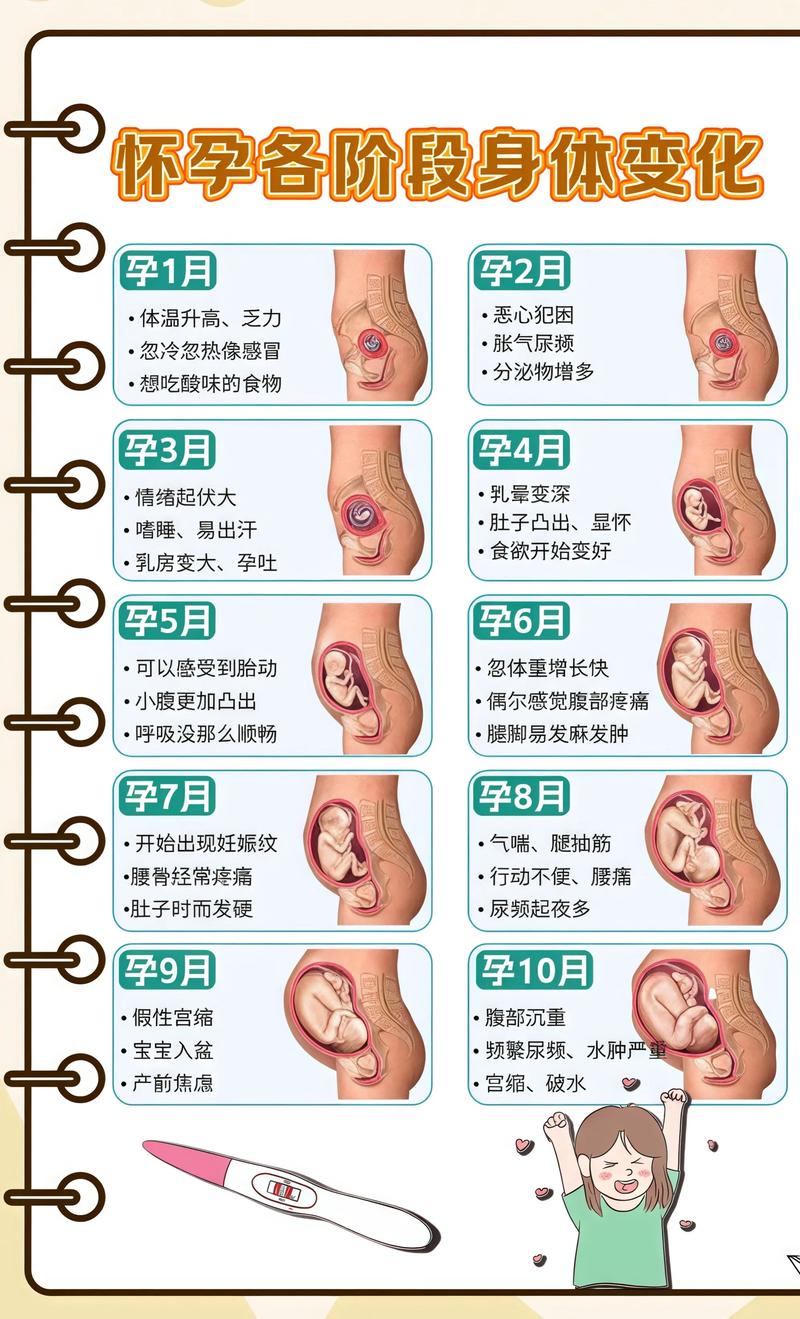 揭秘供卵代孕妈妈怀孕小腹分两节，孕期变化的奥秘恩施代生机构: